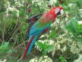 /album/fotogaleria/ara-chloroptera-guacamayo-jpg/